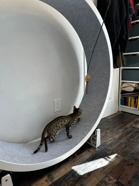 Black cat on koi wheel