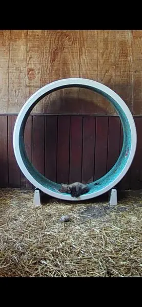 Cat relaxing on wheel