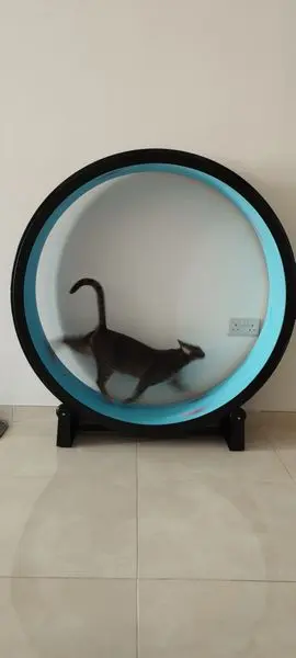 Cat walking on wheel
