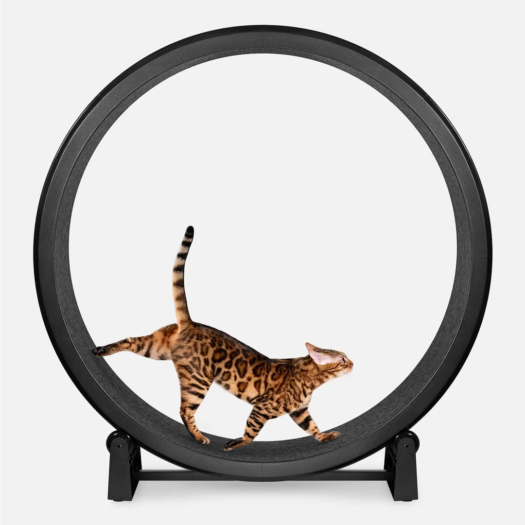 Cat Exercise Wheel - Schwarzer Filz