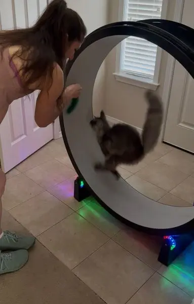 Cat Ish on wheel