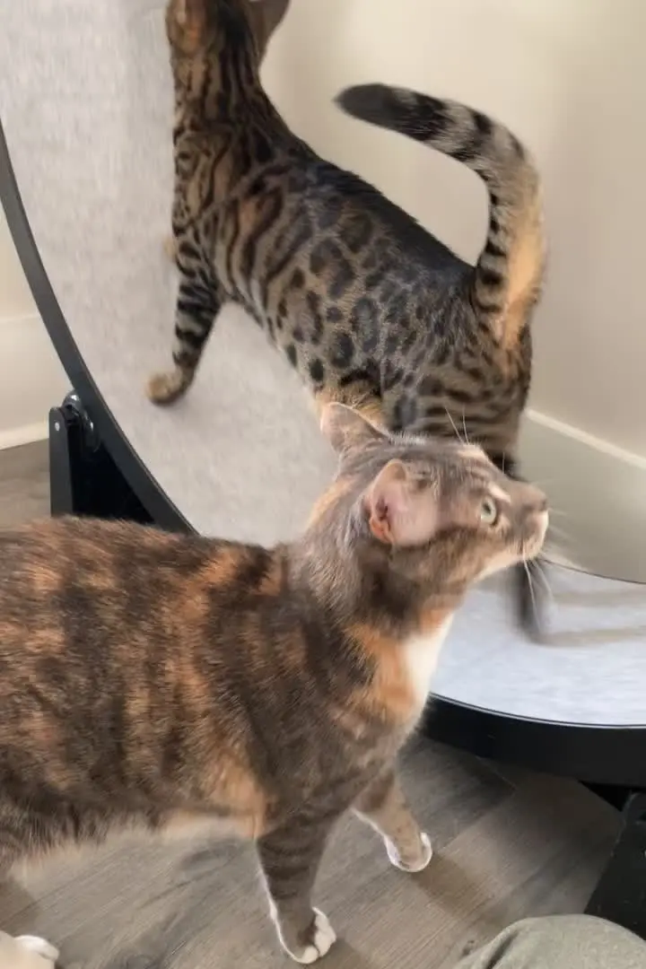 Russian Blue cats on wheel