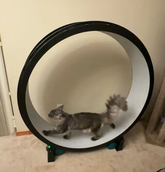 Cat on white wheel