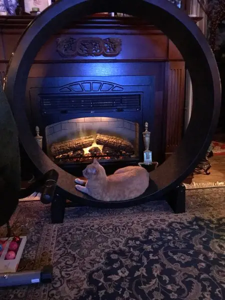 Cat running on wheel