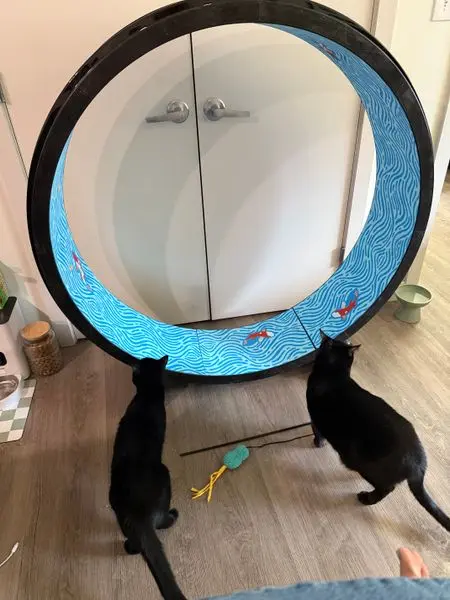 Cat with LED wheel