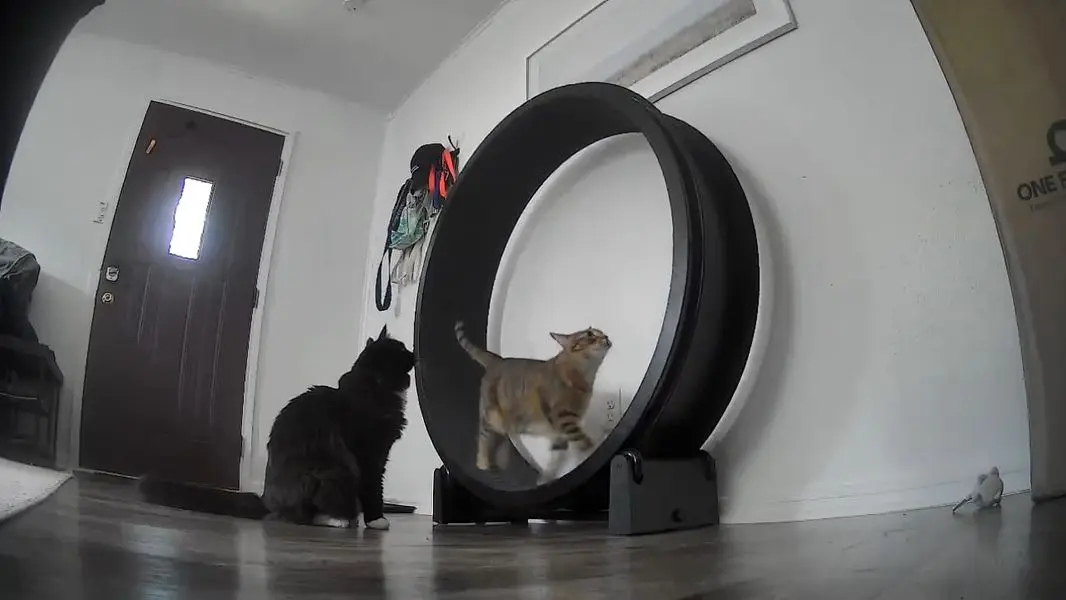 Cat on exercise wheel