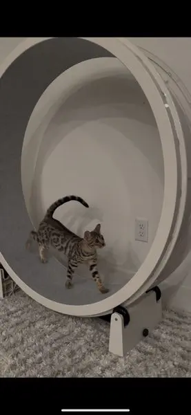 Cat on wheel
