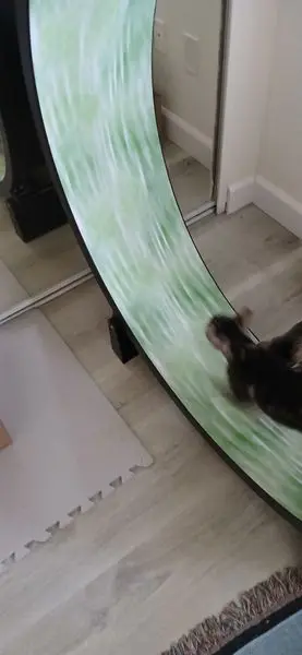 Black cat on koi wheel