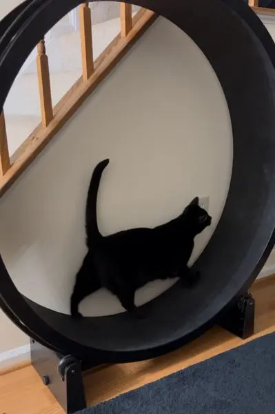 Cat sitting on wheel